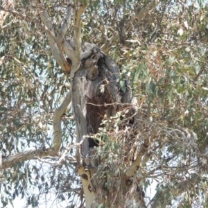 Eucalyptus blakelyi at Gordon, ACT - 14 Sep 2020