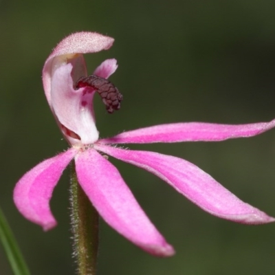 Caladenia congesta (Pink Caps) at Downer, ACT - 28 Oct 2020 by TimL