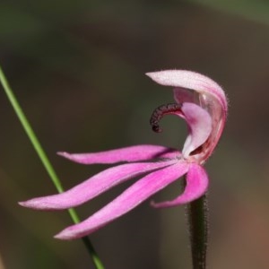 Caladenia congesta at Downer, ACT - 28 Oct 2020