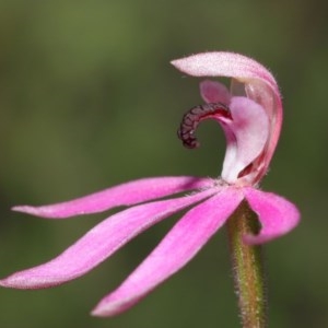 Caladenia congesta at Downer, ACT - 28 Oct 2020