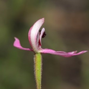 Caladenia congesta at Downer, ACT - 28 Oct 2020