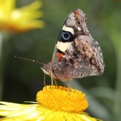 Vanessa itea (Yellow Admiral) at Acton, ACT - 28 Oct 2020 by TimL