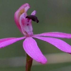 Caladenia congesta at Denman Prospect, ACT - suppressed