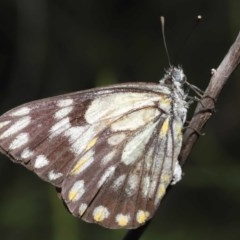 Belenois java (Caper White) at Downer, ACT - 27 Oct 2020 by TimL