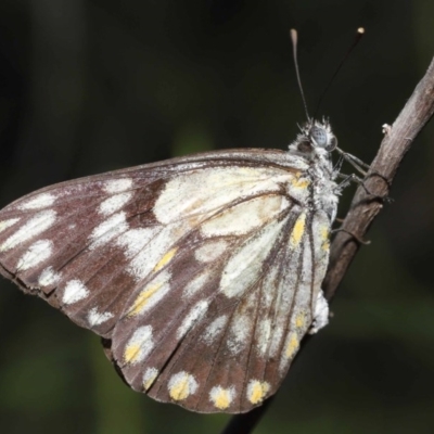 Belenois java (Caper White) at ANBG - 27 Oct 2020 by TimL