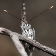 Belenois java at Downer, ACT - 28 Oct 2020