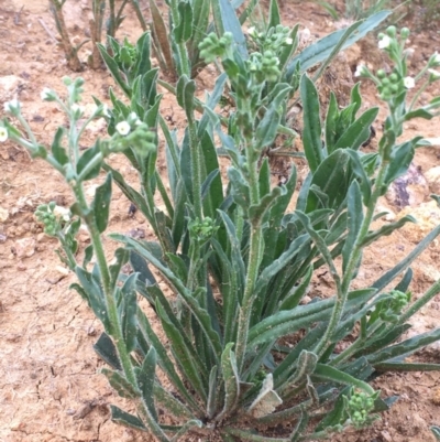 Hackelia suaveolens (Sweet Hounds Tongue) at Majura, ACT - 28 Oct 2020 by JaneR