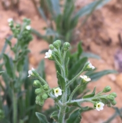 Hackelia suaveolens at Majura, ACT - 28 Oct 2020