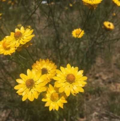 Xerochrysum viscosum (Sticky Everlasting) at Bandiana, VIC - 28 Oct 2020 by Alburyconservationcompany