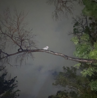 Podargus strigoides (Tawny Frogmouth) at Garran, ACT - 28 Oct 2020 by Tapirlord