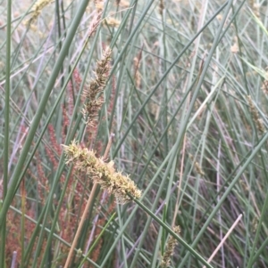 Carex tereticaulis at Majura, ACT - 28 Oct 2020