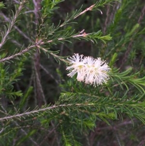 Melaleuca parvistaminea at Downer, ACT - 27 Oct 2020