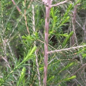 Melaleuca parvistaminea at Downer, ACT - 27 Oct 2020