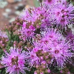 Kunzea parvifolia (Violet Kunzea) at Watson, ACT - 23 Oct 2020 by JaneR