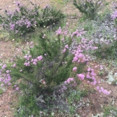 Kunzea parvifolia at Watson, ACT - 23 Oct 2020 06:48 PM