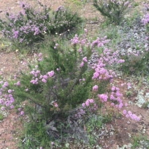 Kunzea parvifolia at Watson, ACT - 23 Oct 2020 06:48 PM