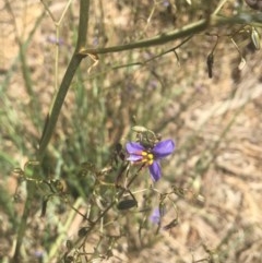 Dianella revoluta var. revoluta (Black-Anther Flax Lily) at Bandiana, VIC - 29 Oct 2020 by Alburyconservationcompany