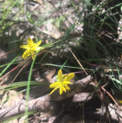 Tricoryne elatior (Yellow Rush Lily) at Baranduda, VIC - 29 Oct 2020 by Alburyconservationcompany