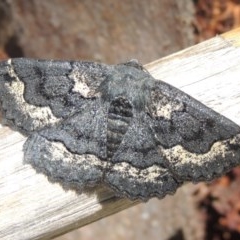 Melanodes anthracitaria (Black Geometrid) at Pollinator-friendly garden Conder - 16 Oct 2020 by michaelb