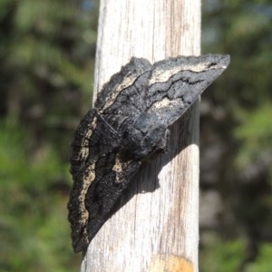 Melanodes anthracitaria at Conder, ACT - 16 Oct 2020