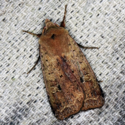 Diarsia intermixta (Chevron Cutworm, Orange Peel Moth.) at O'Connor, ACT - 14 Oct 2020 by ibaird