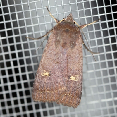 Diarsia intermixta (Chevron Cutworm, Orange Peel Moth.) at O'Connor, ACT - 14 Oct 2020 by ibaird