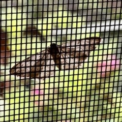 Geometridae (family) ADULT at Aranda, ACT - 25 Oct 2020 by KMcCue