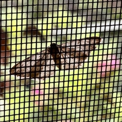 Geometridae (family) ADULT at Aranda, ACT - 25 Oct 2020 by KMcCue