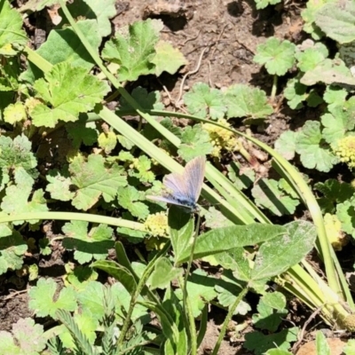 Zizina otis (Common Grass-Blue) at Mount Clear, ACT - 28 Oct 2020 by KMcCue