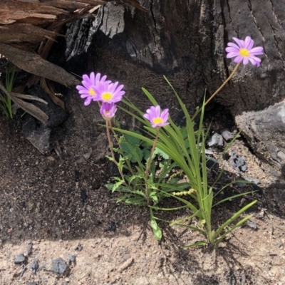 Calotis scabiosifolia var. integrifolia (Rough Burr-daisy) at Mount Clear, ACT - 28 Oct 2020 by KMcCue