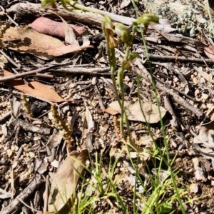 Oligochaetochilus aciculiformis at Booth, ACT - 28 Oct 2020