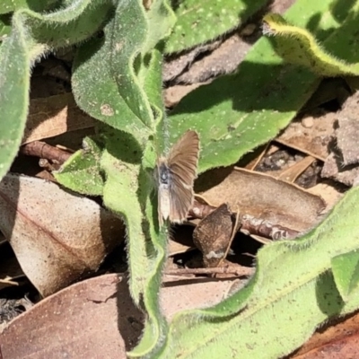 Zizina otis (Common Grass-Blue) at Mount Clear, ACT - 28 Oct 2020 by KMcCue