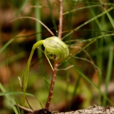 Pterostylis nutans (Nodding Greenhood) at Woodlands - 27 Oct 2020 by Snowflake