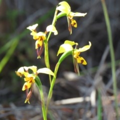Diuris sulphurea (Tiger Orchid) at Coree, ACT - 28 Oct 2020 by SandraH