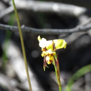 Diuris sulphurea at Coree, ACT - 29 Oct 2020