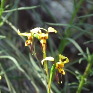 Diuris sulphurea at Coree, ACT - 29 Oct 2020