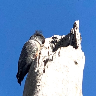 Callocephalon fimbriatum (Gang-gang Cockatoo) at Gossan Hill - 28 Oct 2020 by goyenjudy