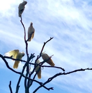 Cacatua galerita at Bruce, ACT - 28 Oct 2020 12:13 PM