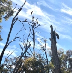 Cacatua galerita at Bruce, ACT - 28 Oct 2020 12:13 PM