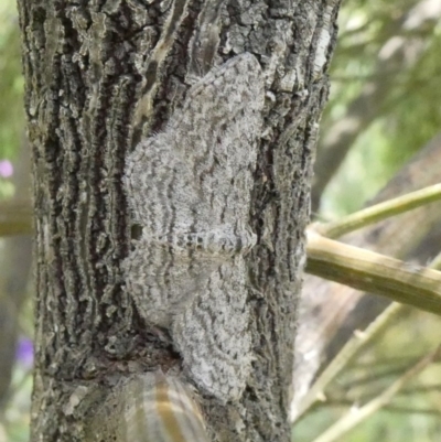 Phelotis cognata (Long-fringed Bark Moth) at Theodore, ACT - 29 Oct 2020 by Owen