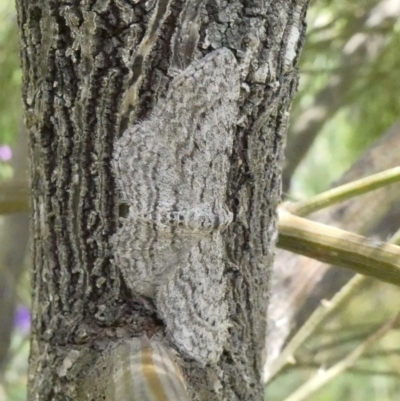 Phelotis cognata (Long-fringed Bark Moth) at Theodore, ACT - 29 Oct 2020 by owenh