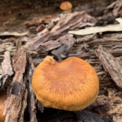 Gymnopilus junonius (Spectacular Rustgill) at Black Range, NSW - 29 Oct 2020 by StephH