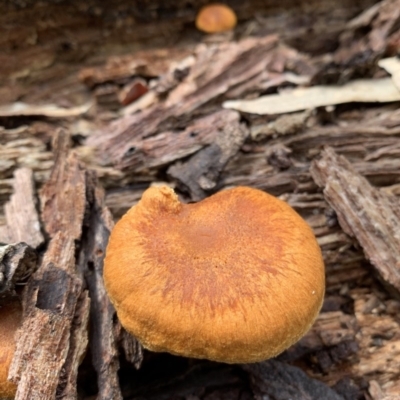 Gymnopilus junonius (Spectacular Rustgill) at Black Range, NSW - 29 Oct 2020 by StephH