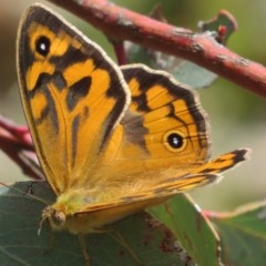 Heteronympha merope at Holt, ACT - 29 Oct 2020