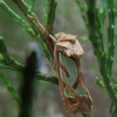 Cosmodes elegans (Green Blotched Moth) at Woodstock Nature Reserve - 29 Oct 2020 by Christine