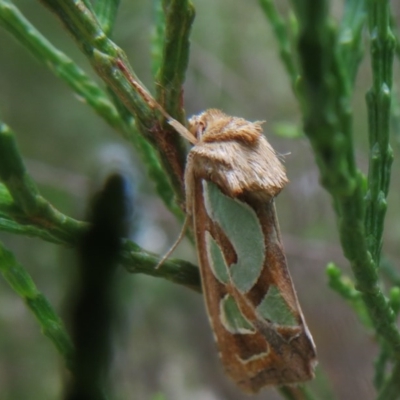 Cosmodes elegans (Green Blotched Moth) at Holt, ACT - 29 Oct 2020 by Christine