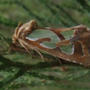 Cosmodes elegans at Holt, ACT - 29 Oct 2020