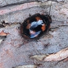 Paropsisterna beata (Blessed Leaf Beetle) at Murrumbateman, NSW - 9 May 2020 by Tapirlord