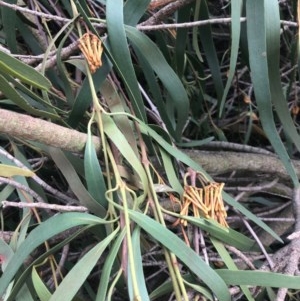 Amyema pendula subsp. pendula at Murrumbateman, NSW - suppressed