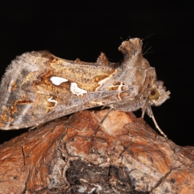 Chrysodeixis argentifera (Tobacco Looper) at Symonston, ACT - 29 Oct 2020 by rawshorty